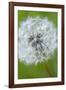 Canada, British Columbia, Vancouver Island. Dandelion-Kevin Oke-Framed Photographic Print