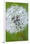 Canada, British Columbia, Vancouver Island. Dandelion-Kevin Oke-Framed Photographic Print