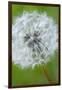 Canada, British Columbia, Vancouver Island. Dandelion-Kevin Oke-Framed Photographic Print