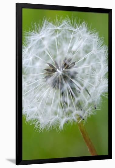 Canada, British Columbia, Vancouver Island. Dandelion-Kevin Oke-Framed Photographic Print