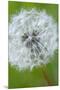 Canada, British Columbia, Vancouver Island. Dandelion-Kevin Oke-Mounted Premium Photographic Print