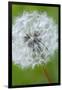 Canada, British Columbia, Vancouver Island. Dandelion-Kevin Oke-Framed Premium Photographic Print