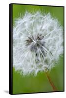 Canada, British Columbia, Vancouver Island. Dandelion-Kevin Oke-Framed Stretched Canvas