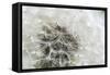 Canada, British Columbia, Vancouver Island. Dandelion-Kevin Oke-Framed Stretched Canvas