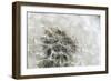 Canada, British Columbia, Vancouver Island. Dandelion-Kevin Oke-Framed Photographic Print