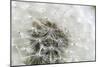 Canada, British Columbia, Vancouver Island. Dandelion-Kevin Oke-Mounted Photographic Print