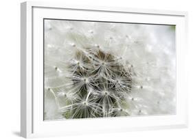 Canada, British Columbia, Vancouver Island. Dandelion-Kevin Oke-Framed Photographic Print