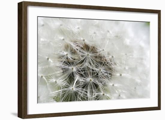 Canada, British Columbia, Vancouver Island. Dandelion-Kevin Oke-Framed Photographic Print