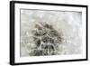 Canada, British Columbia, Vancouver Island. Dandelion-Kevin Oke-Framed Photographic Print