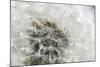 Canada, British Columbia, Vancouver Island. Dandelion-Kevin Oke-Mounted Photographic Print