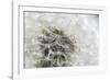 Canada, British Columbia, Vancouver Island. Dandelion-Kevin Oke-Framed Photographic Print