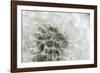 Canada, British Columbia, Vancouver Island. Dandelion-Kevin Oke-Framed Photographic Print