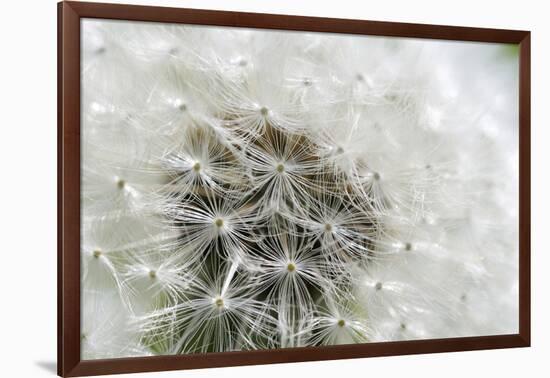 Canada, British Columbia, Vancouver Island. Dandelion-Kevin Oke-Framed Photographic Print