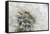 Canada, British Columbia, Vancouver Island. Dandelion-Kevin Oke-Framed Stretched Canvas