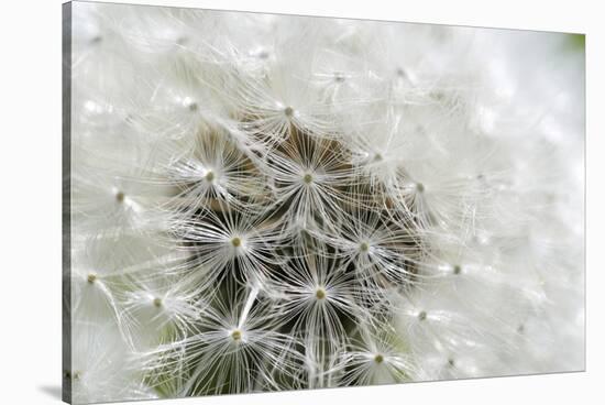 Canada, British Columbia, Vancouver Island. Dandelion-Kevin Oke-Stretched Canvas