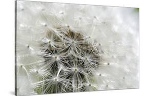 Canada, British Columbia, Vancouver Island. Dandelion-Kevin Oke-Stretched Canvas