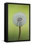 Canada, British Columbia, Vancouver Island. Dandelion-Kevin Oke-Framed Stretched Canvas