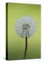 Canada, British Columbia, Vancouver Island. Dandelion-Kevin Oke-Stretched Canvas