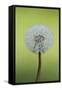 Canada, British Columbia, Vancouver Island. Dandelion-Kevin Oke-Framed Stretched Canvas