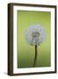 Canada, British Columbia, Vancouver Island. Dandelion-Kevin Oke-Framed Photographic Print