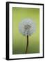 Canada, British Columbia, Vancouver Island. Dandelion-Kevin Oke-Framed Photographic Print