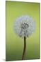 Canada, British Columbia, Vancouver Island. Dandelion-Kevin Oke-Mounted Photographic Print