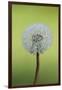 Canada, British Columbia, Vancouver Island. Dandelion-Kevin Oke-Framed Photographic Print