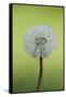 Canada, British Columbia, Vancouver Island. Dandelion-Kevin Oke-Framed Stretched Canvas