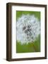 Canada, British Columbia, Vancouver Island. Dandelion-Kevin Oke-Framed Photographic Print