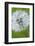 Canada, British Columbia, Vancouver Island. Dandelion-Kevin Oke-Framed Photographic Print