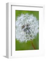 Canada, British Columbia, Vancouver Island. Dandelion-Kevin Oke-Framed Photographic Print