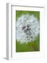 Canada, British Columbia, Vancouver Island. Dandelion-Kevin Oke-Framed Photographic Print