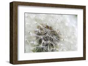 Canada, British Columbia, Vancouver Island. Dandelion-Kevin Oke-Framed Photographic Print