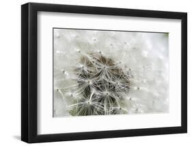 Canada, British Columbia, Vancouver Island. Dandelion-Kevin Oke-Framed Photographic Print