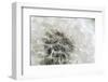 Canada, British Columbia, Vancouver Island. Dandelion-Kevin Oke-Framed Photographic Print