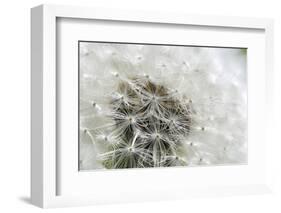 Canada, British Columbia, Vancouver Island. Dandelion-Kevin Oke-Framed Photographic Print