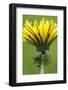 Canada, British Columbia, Vancouver Island. Dandelion-Kevin Oke-Framed Photographic Print