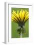 Canada, British Columbia, Vancouver Island. Dandelion-Kevin Oke-Framed Photographic Print