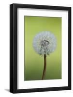 Canada, British Columbia, Vancouver Island. Dandelion-Kevin Oke-Framed Photographic Print