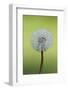 Canada, British Columbia, Vancouver Island. Dandelion-Kevin Oke-Framed Photographic Print