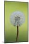 Canada, British Columbia, Vancouver Island. Dandelion-Kevin Oke-Mounted Photographic Print