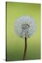 Canada, British Columbia, Vancouver Island. Dandelion-Kevin Oke-Stretched Canvas