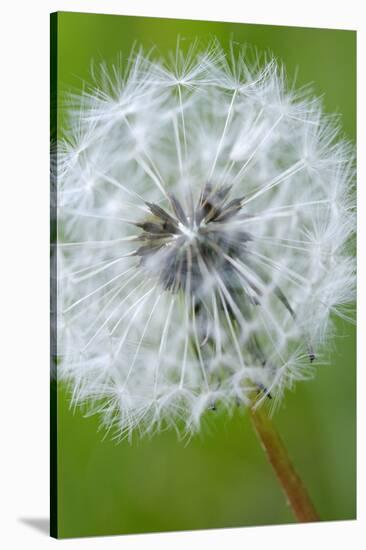 Canada, British Columbia, Vancouver Island. Dandelion-Kevin Oke-Stretched Canvas