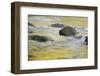 Canada, British Columbia, Vancouver Island. Fall Colors Reflected in Harris Creek-Kevin Oke-Framed Photographic Print