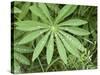 Canada, British Columbia, Vancouver Island. Lupine, Lupinus, Leaf-Kevin Oke-Stretched Canvas