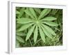 Canada, British Columbia, Vancouver Island. Lupine, Lupinus, Leaf-Kevin Oke-Framed Photographic Print