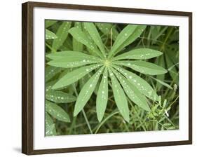 Canada, British Columbia, Vancouver Island. Lupine, Lupinus, Leaf-Kevin Oke-Framed Photographic Print