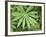 Canada, British Columbia, Vancouver Island. Lupine, Lupinus, Leaf-Kevin Oke-Framed Photographic Print