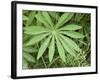 Canada, British Columbia, Vancouver Island. Lupine, Lupinus, Leaf-Kevin Oke-Framed Photographic Print