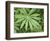 Canada, British Columbia, Vancouver Island. Lupine, Lupinus, Leaf-Kevin Oke-Framed Photographic Print